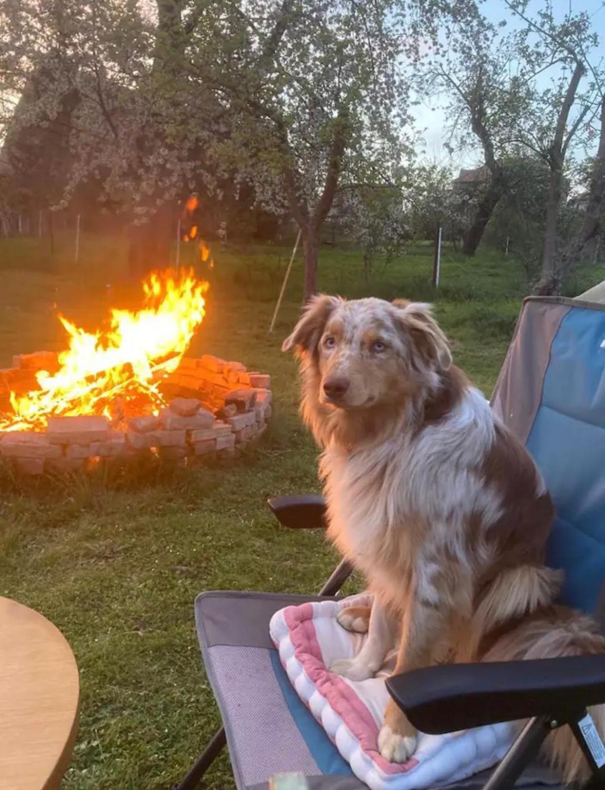 Villaharmony Wartet Auf Familien Mit Hund! Lommatzsch المظهر الخارجي الصورة
