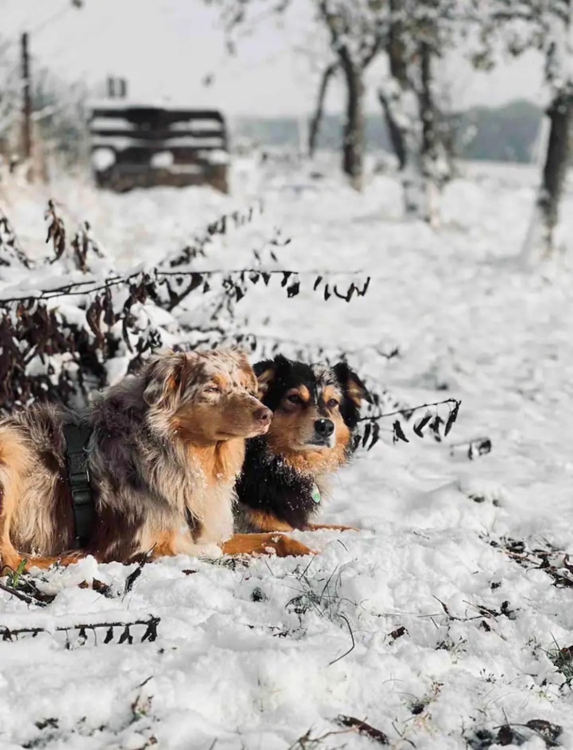 Villaharmony Wartet Auf Familien Mit Hund! Lommatzsch المظهر الخارجي الصورة